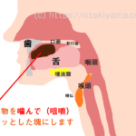 誤嚥・誤嚥性肺炎の予防、口腔機能訓練用、摂食・嚥下のメカニズムの図・イラスト