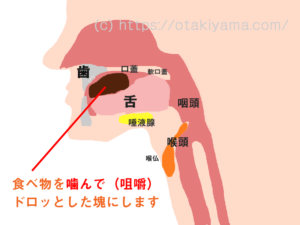 誤嚥・誤嚥性肺炎の予防、口腔機能訓練用、摂食・嚥下のメカニズムの図・イラスト