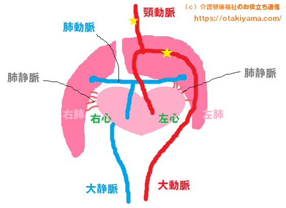 右肺、左肺、心臓（右心、左心）、大動脈、肺動脈、大静脈、肺静脈の簡易イラスト、図