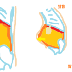 ぽっこりお腹・猫背・胃下垂の構造・図・イラストフリー素材