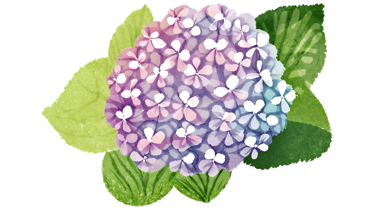あじさいの花のイラスト｜6月
