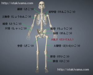 介護・医療で覚えておくべき主要な骨の名前を図で紹介