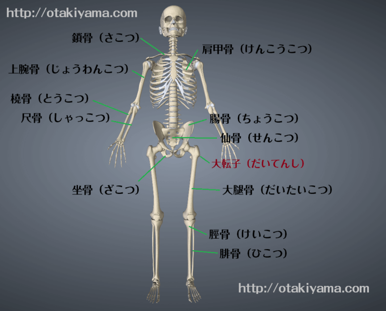 人体模型　骨標本で骨の名前と場所