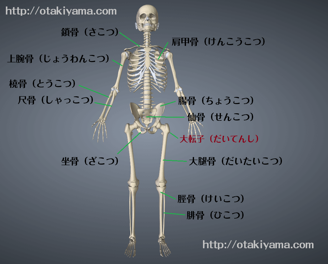 体の部位の名前 骨の場所と介護用語を図で紹介