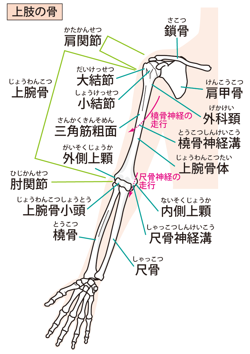上肢の骨・医療用語