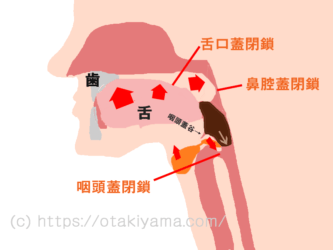 嚥下とは 摂食嚥下のメカニズムを5期モデルでわかりやすく紹介 | 介護健康福祉のお役立ち通信