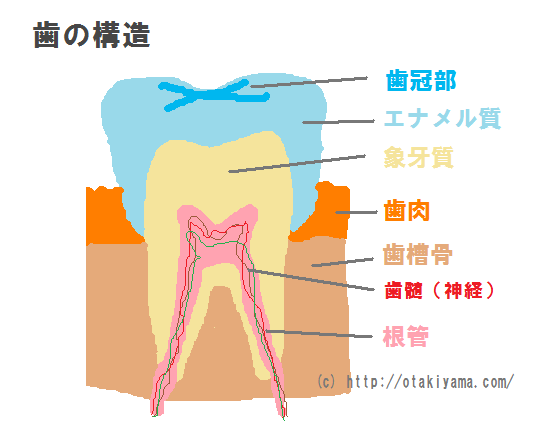 虫歯の原因　Ｃ１、Ｃ２、Ｃ３、Ｃ４の進行度と治療