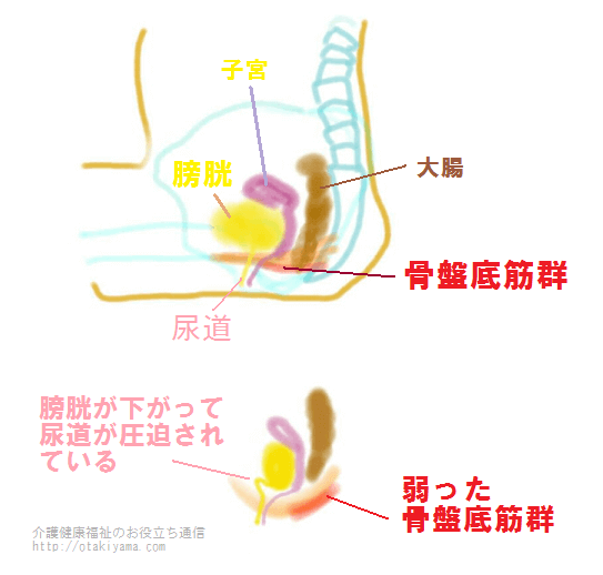 骨盤底筋群と子宮・膀胱・大腸・尿道の位置関係