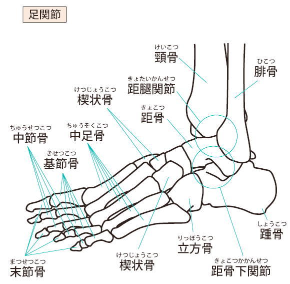 足の関節の柔軟性