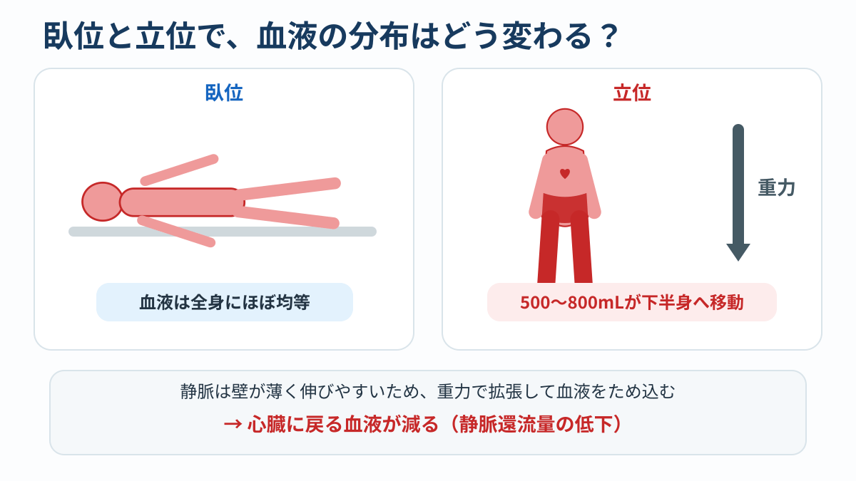 臥位と立位での血液分布の違い。立位では500〜800mLの血液が下半身に移動する