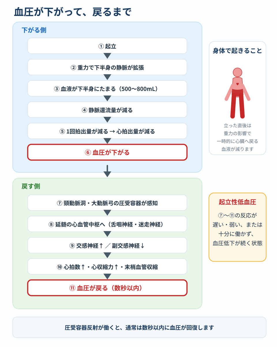起立により血圧が低下し、圧受容器反射によって回復するまでの流れ