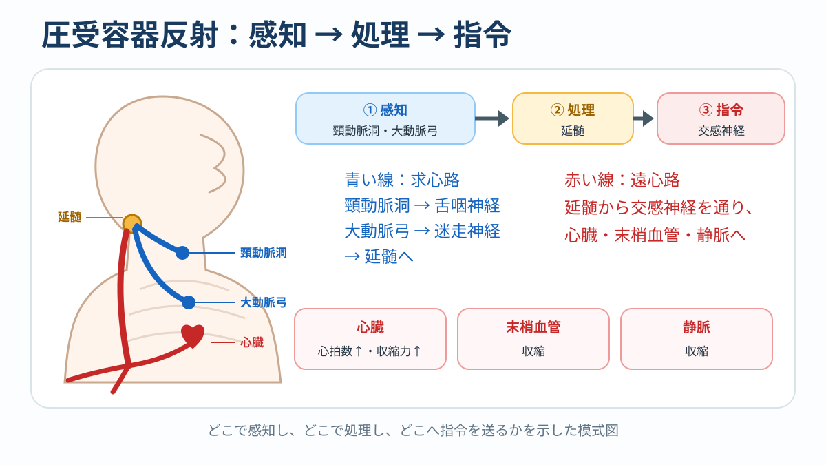 頸動脈洞と大動脈弓の圧受容器から延髄を経て交感神経へ至る反射経路