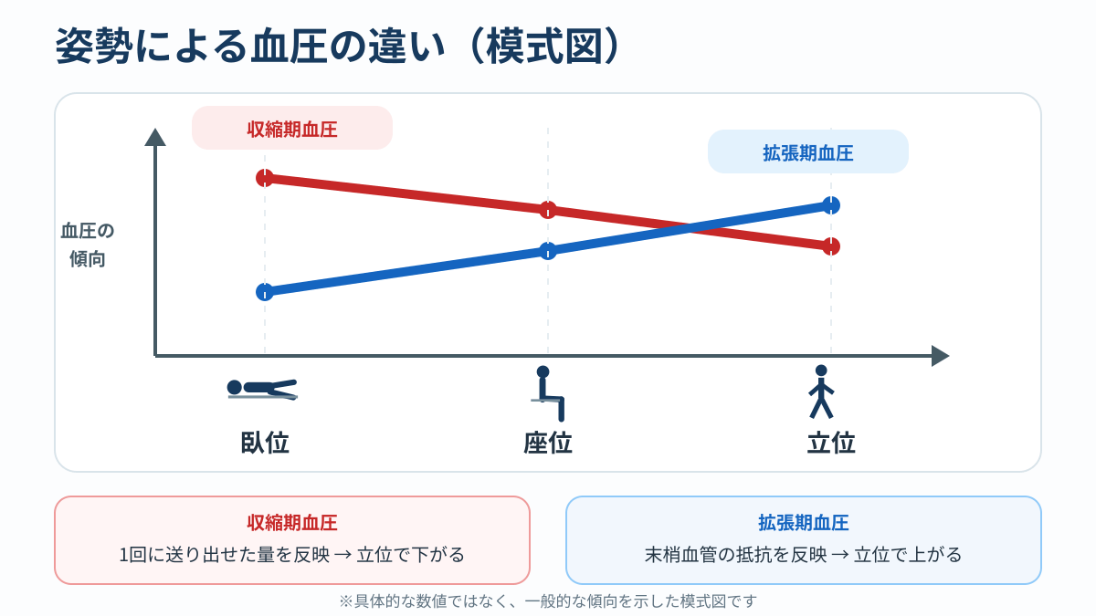 姿勢による収縮期血圧と拡張期血圧の変化の傾向